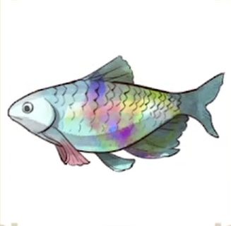 415虹魚